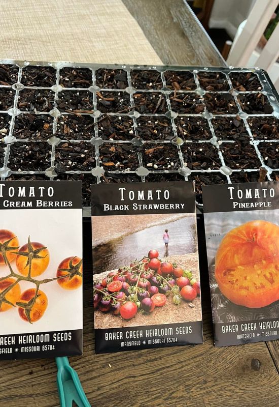 How to Start Tomato Seeds in February