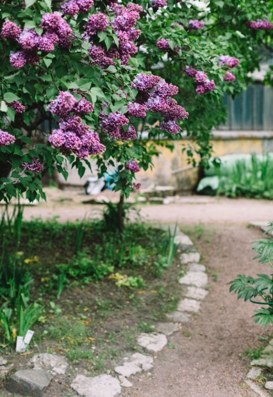 Improve Soil Drainage in Spring to Get Huge Blooms from Your Lilacs