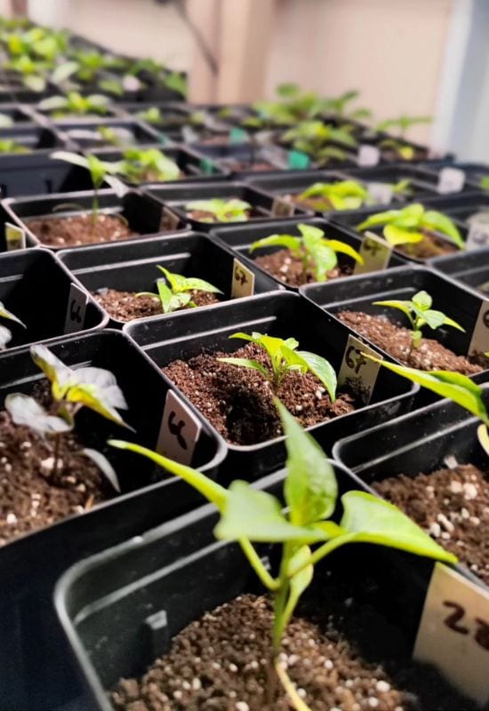 Long-Season Peppers & Eggplants