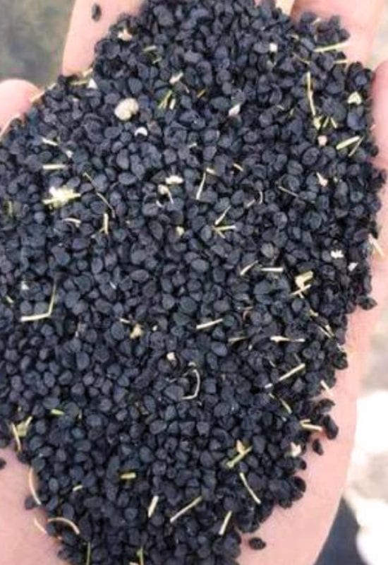 Onion Seeds
