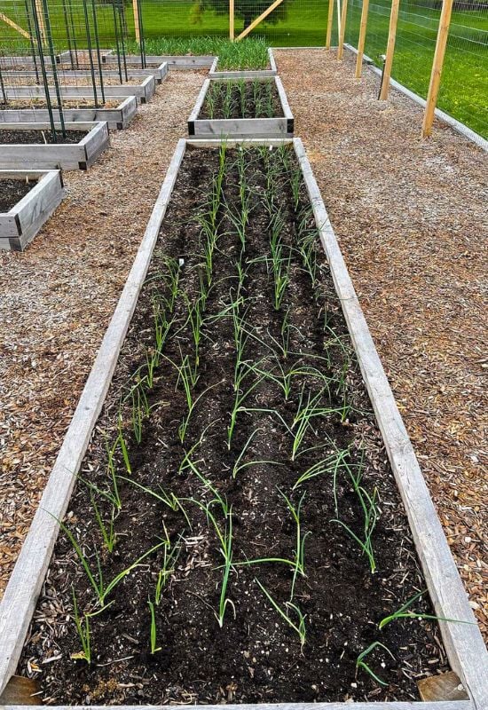Transplanting Onions for Large Bulbs