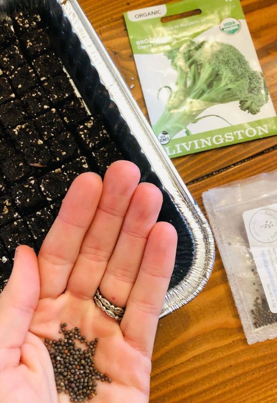 How to Plant Broccoli Seeds in February