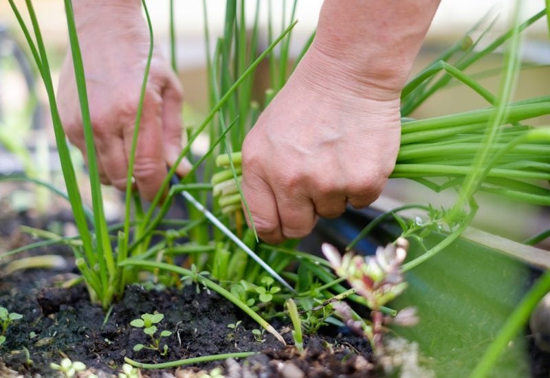 Prune Your Onion Seedlings as Needed