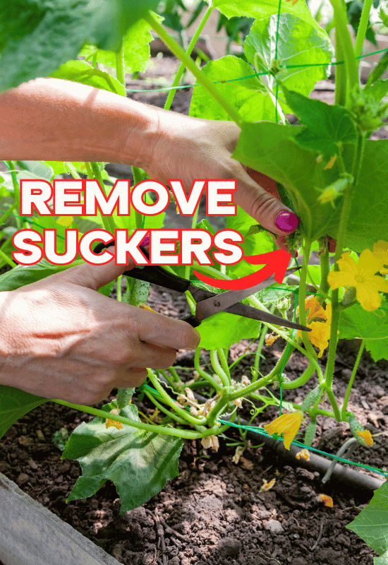 Remove-Suckers