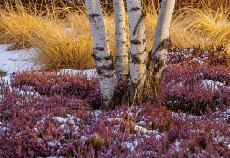 The 18 Flowering Plants That Will Keep Your Garden in Bloom in Winter, and in Cold Regions As Well!