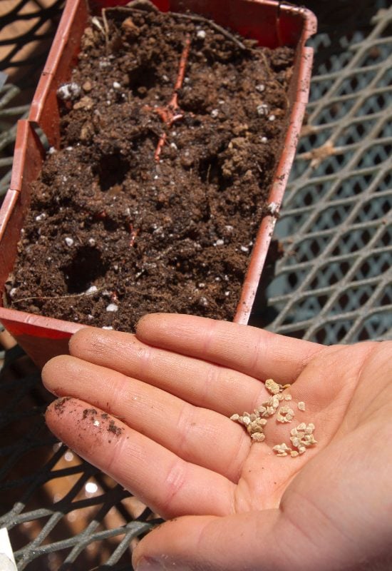 Tomatoes seeds