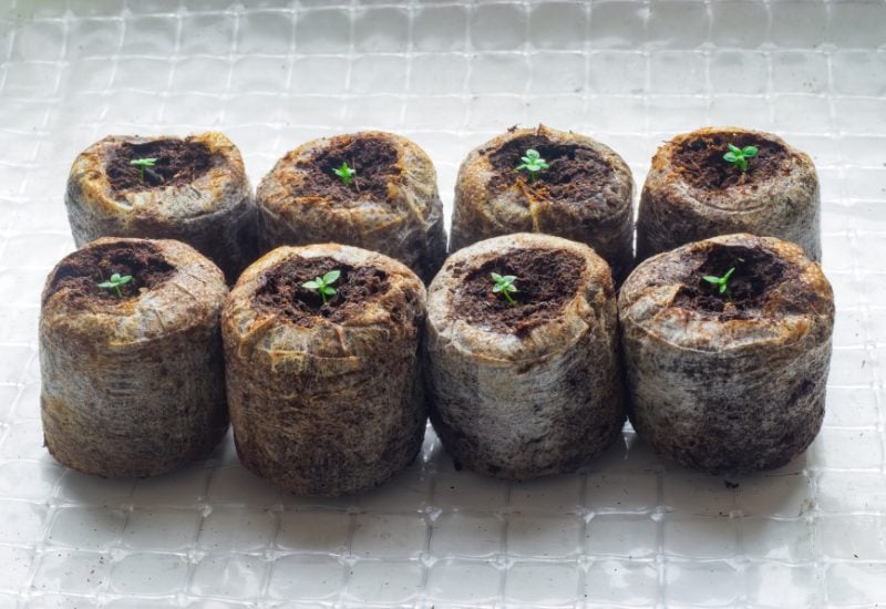 What to Look for in Seedling Peat Plugs