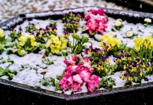 Winter Blooming Plants