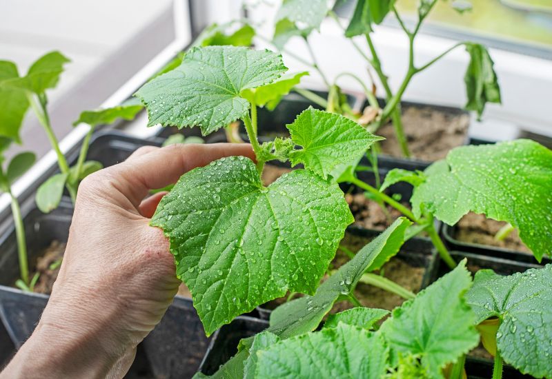 pinch off the first leaves in seedlings of cucumbers
