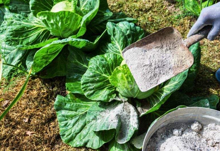 Wood Ash: The Secret Weapon for Your Garden… Or a Potential Disaster Waiting to Happen?!