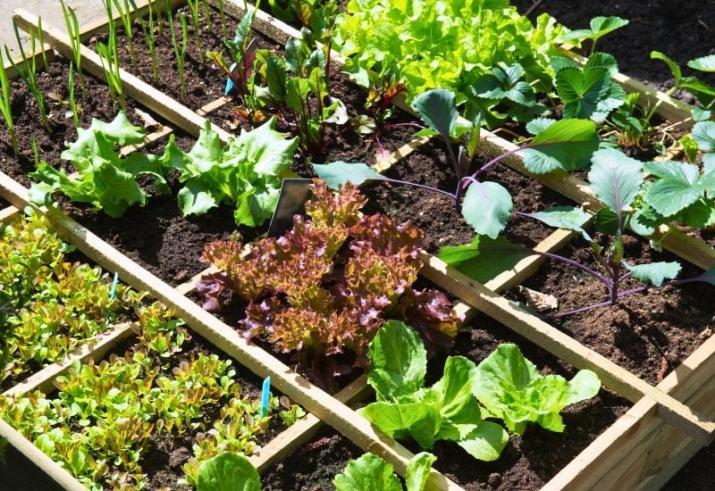 8 Vegetables to Plant FIRST in Spring to Put Food on Your Table FAST
