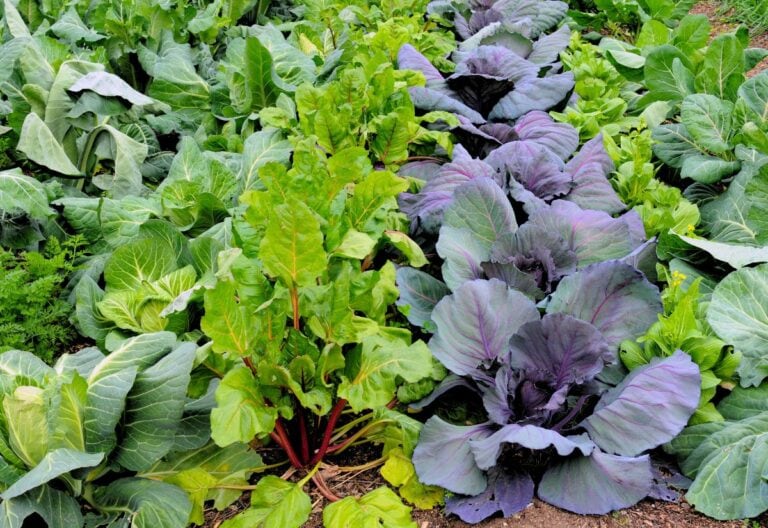 18 Cold-Weather Crops to Grow in Your Winter Vegetable Garden! 🌱❄️🥕