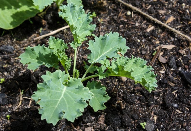 How to Plant Kale