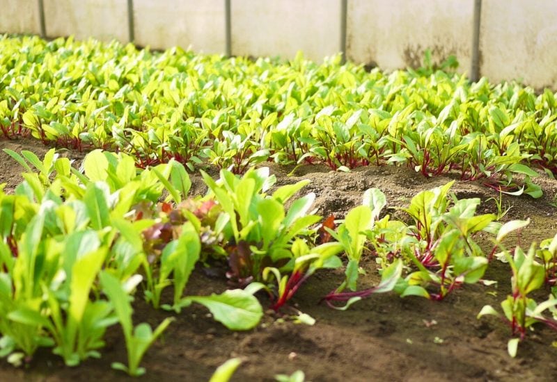 How to Plant Mesclun Greens