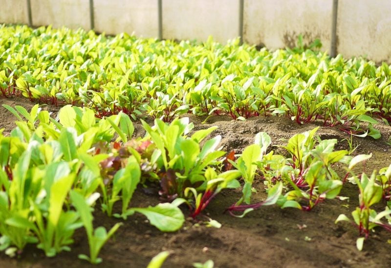 How to Plant Mesclun Greens