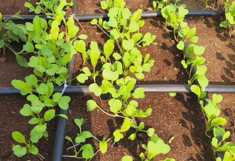 How to Plant Radishes