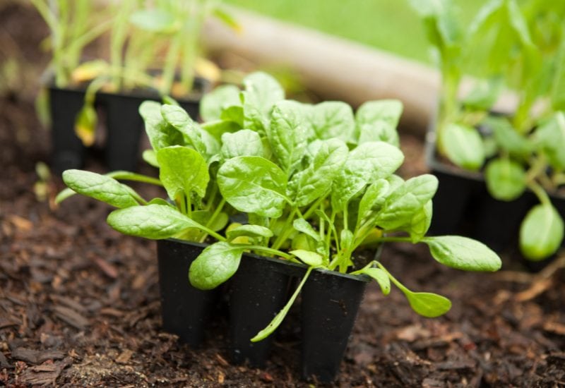 How to Plant Spinach
