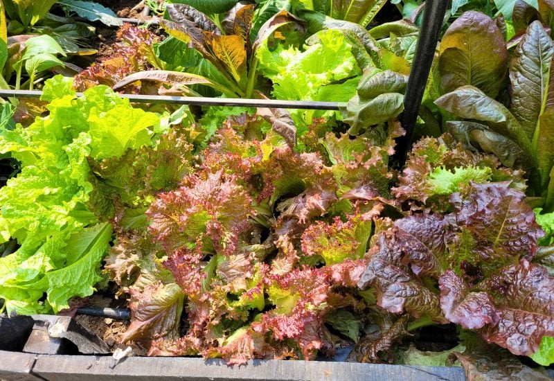 Loose Leaf Lettuce