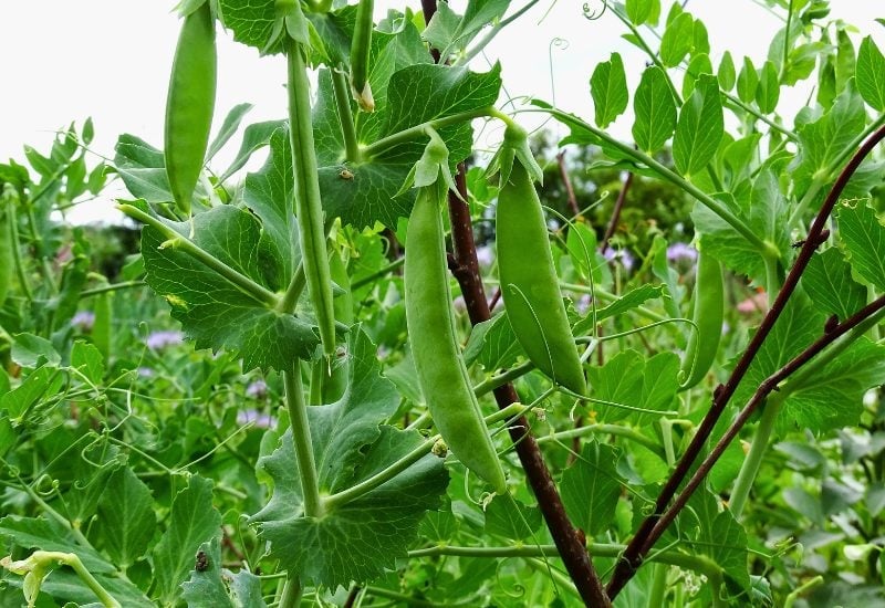 Sugar Snap Peas