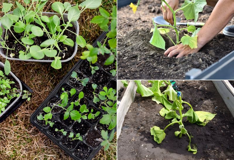 5 Plant-Killing Mistakes to Avoid When Growing Seedlings and Transplanting Them in Your Garden