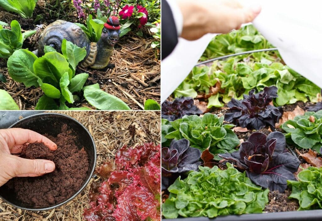 6 Genius Hacks to Keep Bugs, Insects & Slugs Away from Your Lettuce Plants!