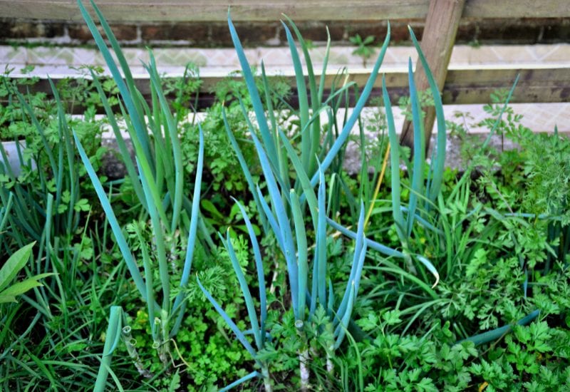 Planting Onions? Here's What You NEED to Know About the Best (and Worst) Companion Plants! 6 Alliums