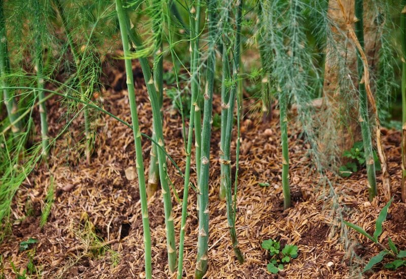 Planting Onions? Here's What You NEED to Know About the Best (and Worst) Companion Plants! 3 Asparagus
