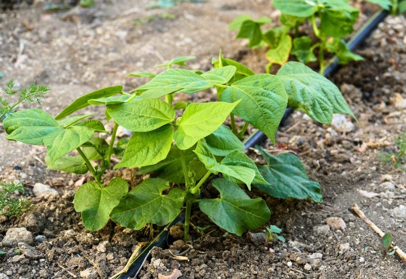 Planting Onions? Here's What You NEED to Know About the Best (and Worst) Companion Plants! 4 Beans