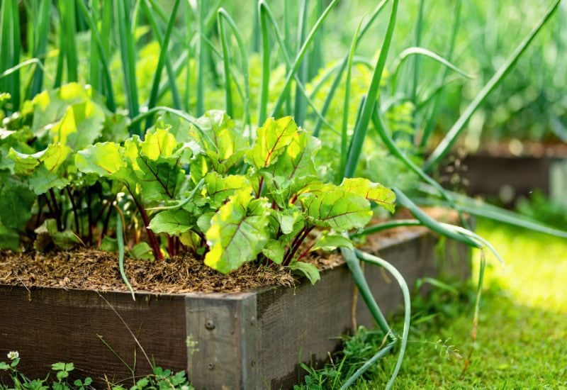 Planting Onions? Here's What You NEED to Know About the Best (and Worst) Companion Plants! 7 Beets