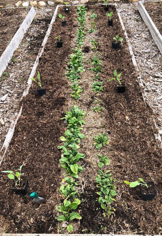 Benefits of Soil Amendments in Your Seedlings’ Holes
