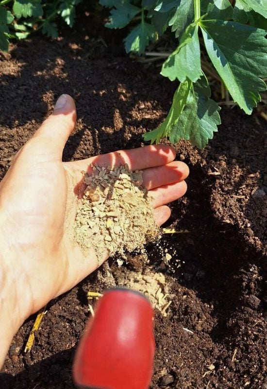 How to Add Bone Meal to Your Seedlings’ Holes