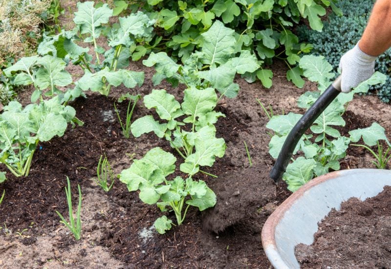 Planting Onions? Here's What You NEED to Know About the Best (and Worst) Companion Plants! 8 Broccoli& Other Brassicas