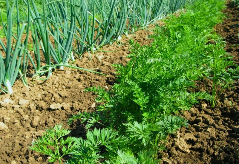 Planting Onions? Here's What You NEED to Know About the Best (and Worst) Companion Plants! 13 Carrots