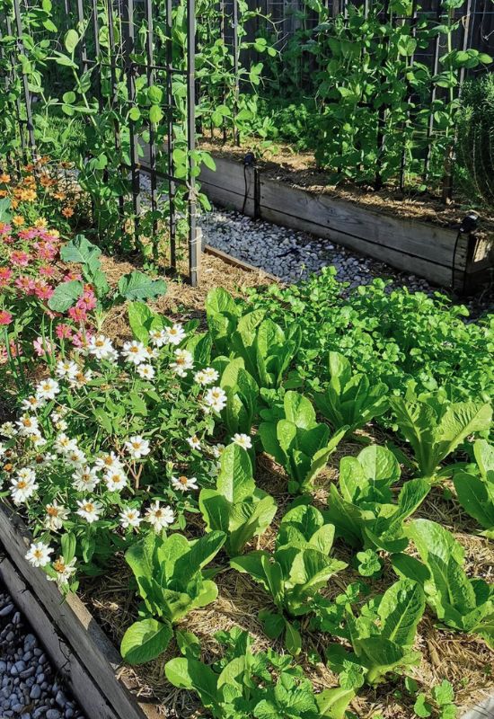 Companion Planting to Ward off Pests and Protect Lettuce