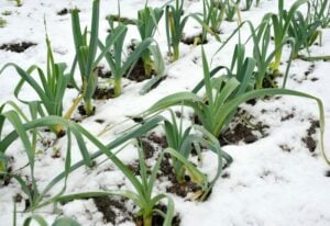 Crops You Can Grow From Seed With Snow on The Ground!