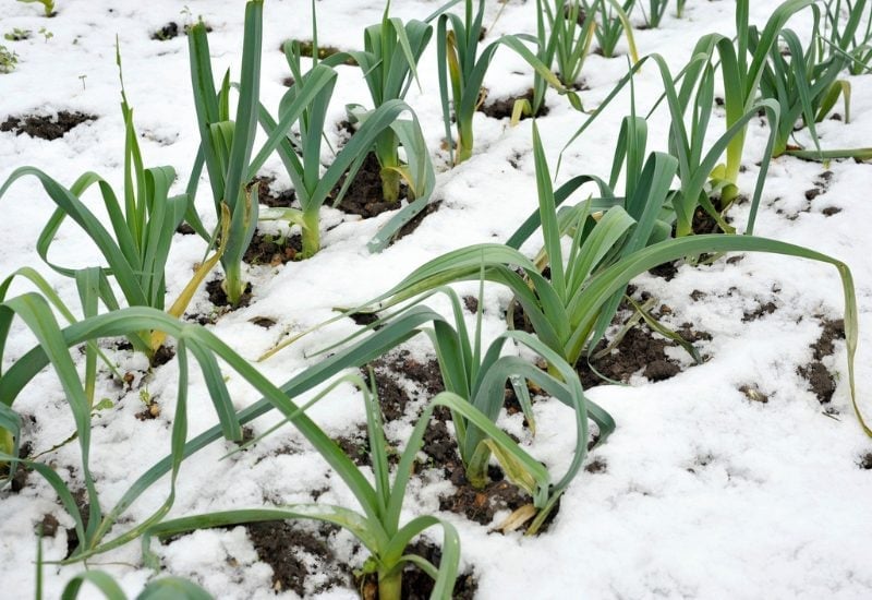 Crops You Can Grow From Seed With Snow on The Ground!