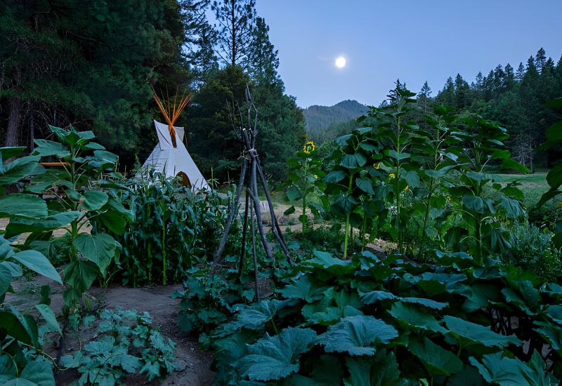 Gardening by the Moon: An Ancient Astronomical Method Said to Result in Bigger, Healthier Crops