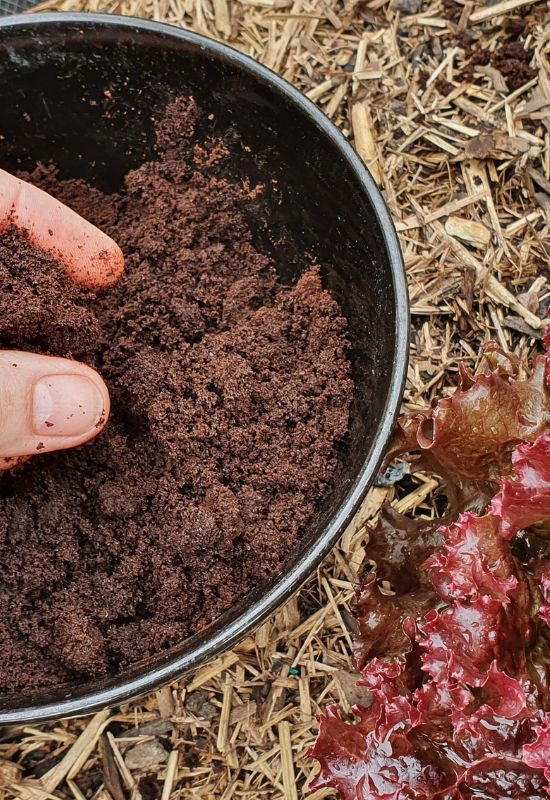 6 Genius Hacks to Keep Bugs, Insects & Slugs Away from Your Lettuce Plants! 9