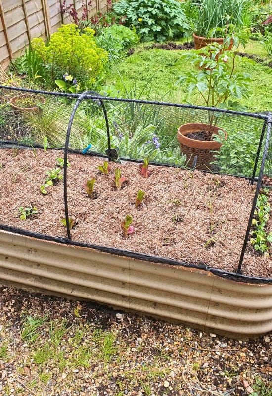 Grow Lettuce In Corrugated Raised Beds