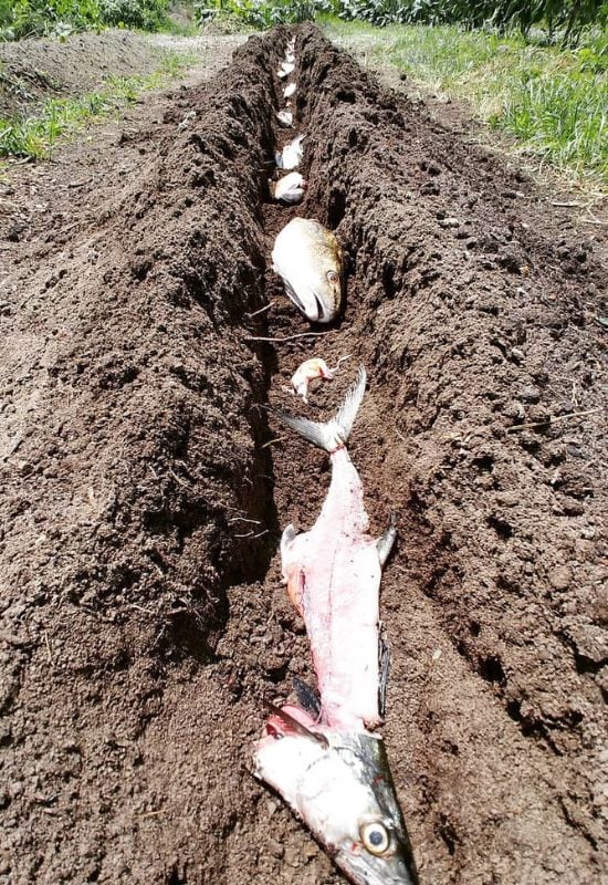 How to Bury Animals and Fish to Your Garden Soil