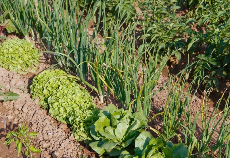 Planting Onions? Here's What You NEED to Know About the Best (and Worst) Companion Plants! 9 Lettuce & Leafy Greens