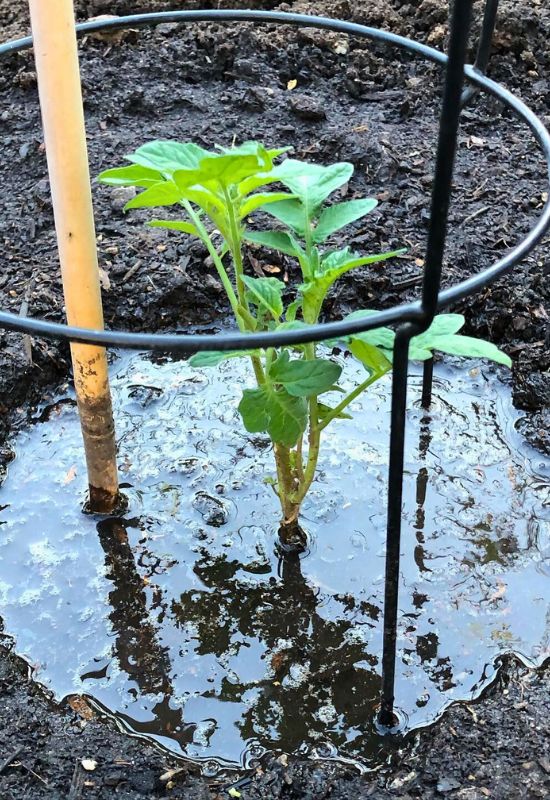  Overwatering Your Seedlings