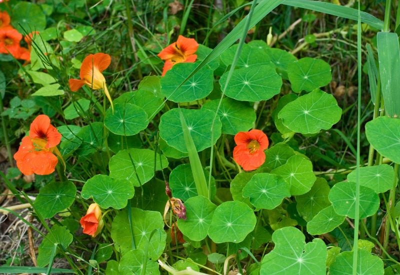 Pepper Companion Plant – Nasturtium