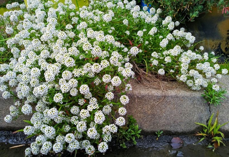 Pepper Companion Plant – Sweet Alyssum