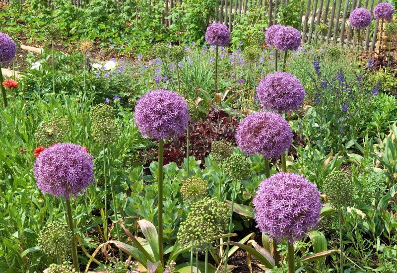 Pepper Companion Plant #1 – The Allium Family