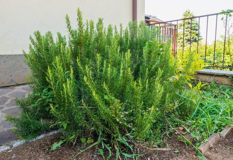 Pepper Companion Plant Rosemary