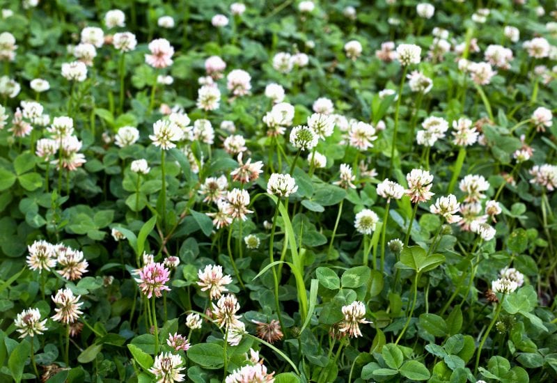 Pepper Companion Plant#3 – White Clover& Subterranean Clover