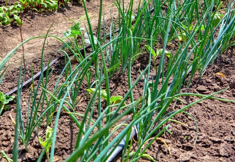 Planting Onions? Here's What You NEED to Know About the Best (and Worst) Companion Plants! 10 Peppers