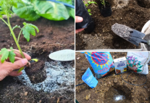 10 Soil Amendments to Put in Your Vegetable Planting Holes