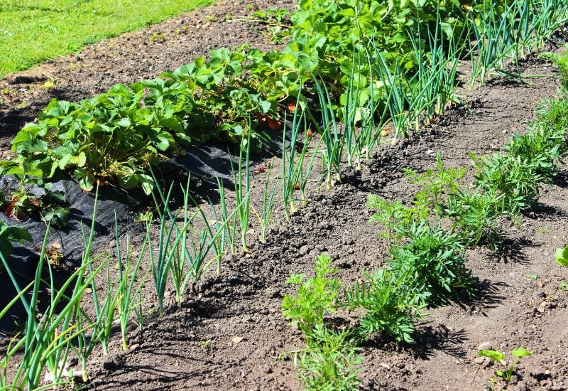 Planting Onions? Here's What You NEED to Know About the Best (and Worst) Companion Plants! 12 Strawberries
